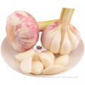 Dehydrated White Onion with High Quality